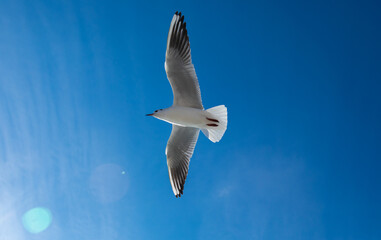 Seagull flies spread it's wings in the sky