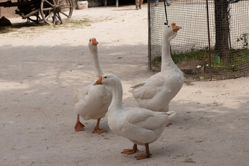 Three white geese on a background of sand close-up outdoors