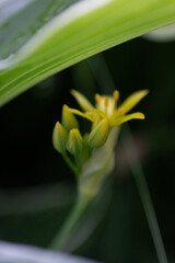 gelbe Blüten 