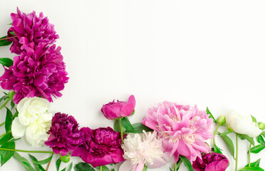 Peony flowers on a white background, top view, copy space. Blank for a greeting card. Floral background with place for text.