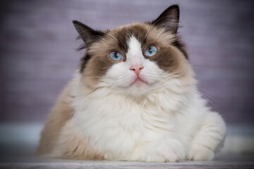 Obraz premium Young beautiful purebred Ragdoll cat at home