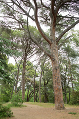 Crown of the big tall tree with branches against the grey sky.