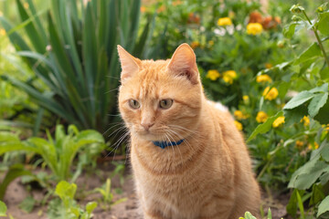 Naklejka na ściany i meble Ginger cat with a blue collar close-up outdoors, against a background of flowers
