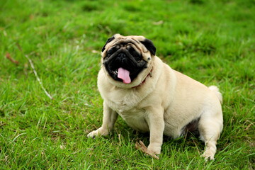 Obraz premium Cheerful pug dog sits on green grass with sticking out long tongue