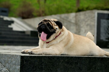 A young cheerful pug lies on a granite slab. Pug on a granite slab imitates a monument