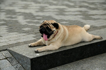 Obraz premium Pug on a granite slab imitates a monument. A young cheerful pug lies on a granite slab