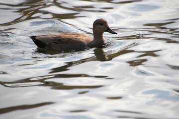 duck in the water