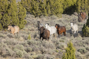 Herd of Wild Horses in the Utah Desert