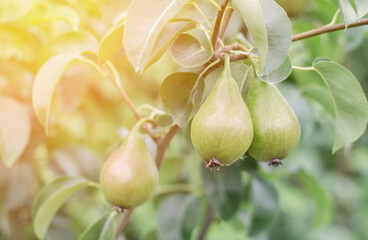 Juicy pears hang on a branch. Pears on the tree in the rays of sunlight.