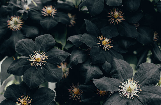 Beautiful background of black clematis flowers. Wonderful natural background. Black flowers
