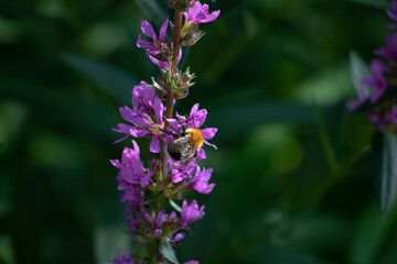 bumblebee on a flower