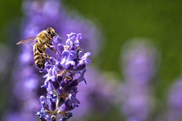 Biene beim Pollen sammeln