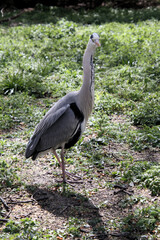 A close up of a Grey Heron