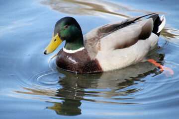 A close up of a Mallard Duck