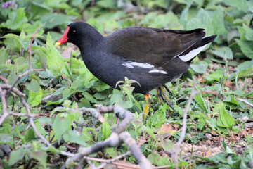 blackbird in the grass