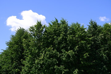 Trees in the park. Blue sky.