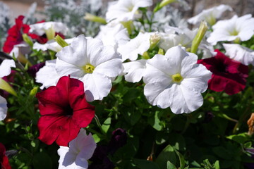 Petunia flowers. Suitable for backgrounds.