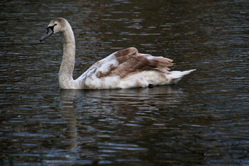 A view of a Mute Swan on the water