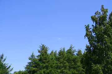Trees in the park. Blue sky.