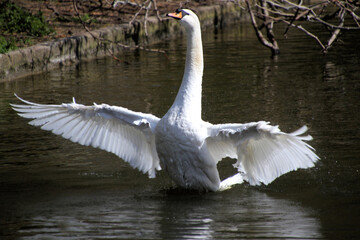 Fototapeta premium A Mute Swan spreading its wings on the water