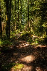 Obraz premium Weg durch Wald bei Sonnenschein