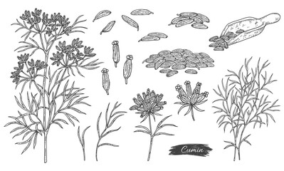 Bundle of caraway or cumin plant parts, engraving vector illustration isolated.