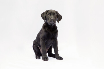 Photoshoot van labrador pup