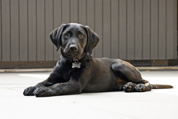 Zwarte labrador pup