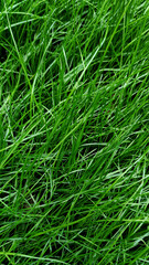 macro green grass