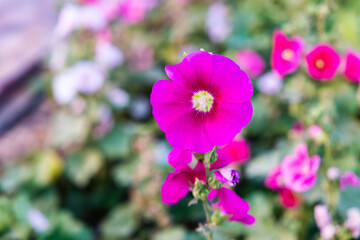 Fototapeta premium Beautiful colorful meadow of wild flowers. flower background from Sharjah UAE.