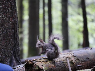 squirrel in the park