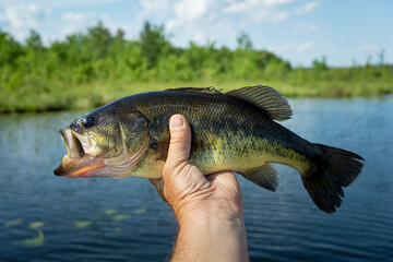Fisherman holding largemouth bass catch on summer day in Maine lake. Minimal isolated fish.
