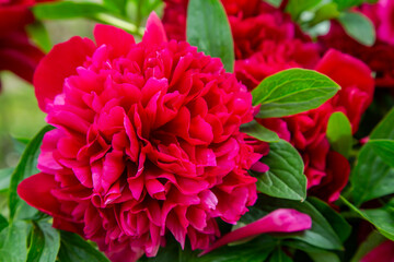 Beautiful natural red peony in the garden close-up, selective focus. Red blooming peony.