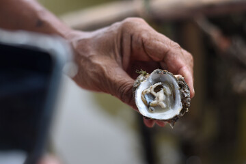 Fisherman's hand holding an Oyster, from local oyster farm in Asia. Selective focus on the Oyster on hand. For ecotourism concept