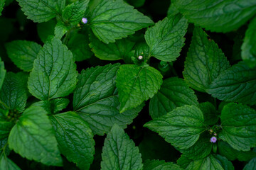 Wild flower leaves in the garden. Leaf pattern background