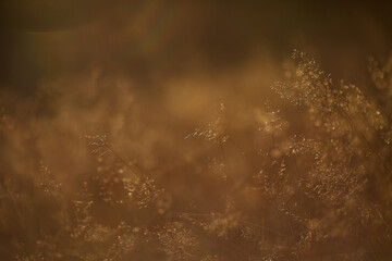 Obraz premium green gras flowers leaves blue sky