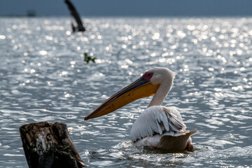 pink pelicans on a blue lake against the background of dry trees