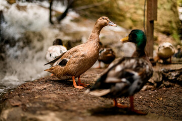 Great view of beautiful female mallard duck. Blurred drake with bright plumage at foreground.