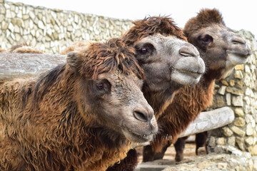 Three long-haired camels in a stone paddock of a farm