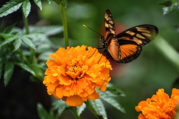 butterfly on flower