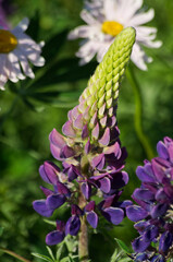 Lupins Blooming in the Afternoon Sun