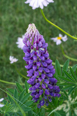 Lupins Blooming in a Backyard Garden