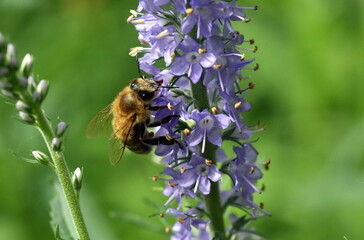 Biene auf einer Ehrenpreis-Blüte