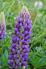 Lupins Blooming in a Backyard Garden