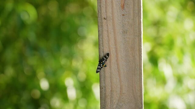 Colorful insect with black wings sitting on wooden plank of fence outside isolated on blurry green natural bokeh background