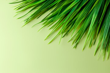 Green grass on a light background, flat design and corporate identity for layouts. Top view. Copy space