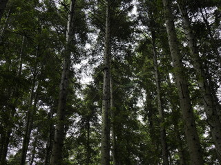 trees in the forest