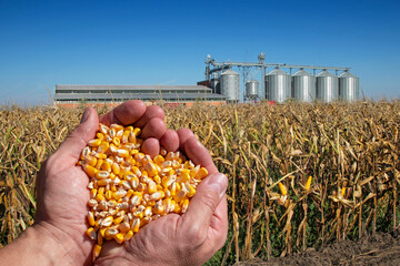 Handful of Harvested Grain Corn Heart-Shaped Pile Against Grain Storage Bins in Cornfield