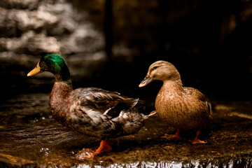 view of mallard duck drake with bright green plumage with brown female duck