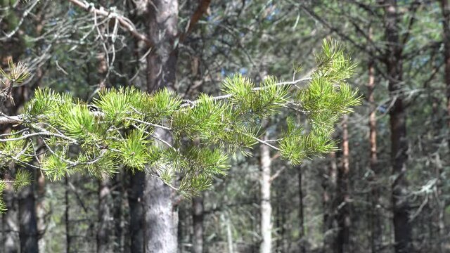 pine branch with needles swaying in the wind in the forest. Sunne summer. close up view closeup. High quality 4k footage
